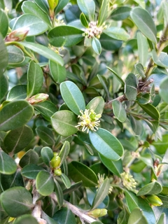 Buxus Sempervirens - Vivero Mario