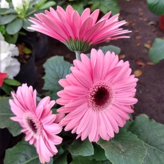 Imagen de Gerbera