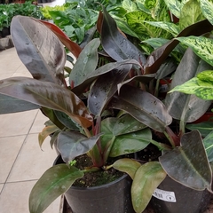 Philodendron Imperial Red - tienda online