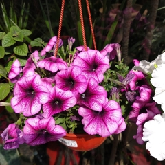 Petunia Colgante