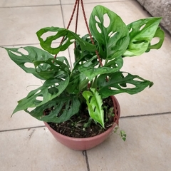 Monstera Peruviana - comprar online