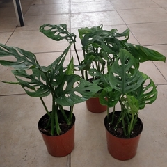 Monstera Peruviana