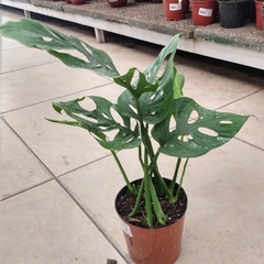 Imagen de Monstera Peruviana