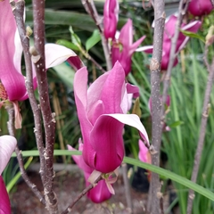 Magnolia Liliflora - Vivero Mario