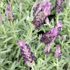 Lavanda Brasilera en internet