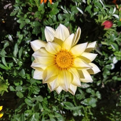 Gazania - comprar online