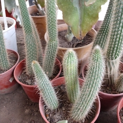 Cactus - comprar online