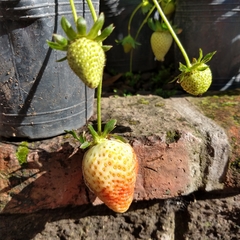 Frutilla en internet