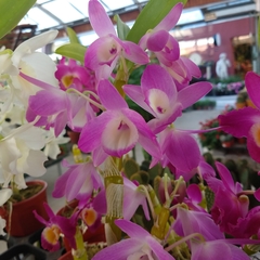 Orquídea Dendrobium - tienda online