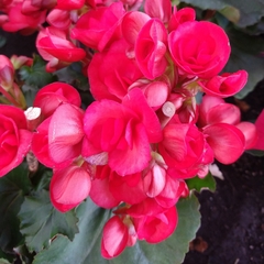 Begonia Elatior