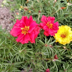 Imagen de Portulaca