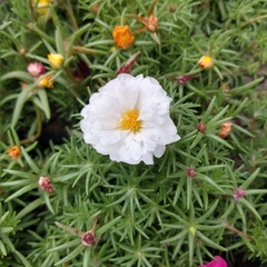 Portulaca - tienda online