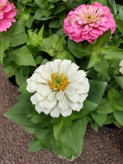 Zinnia