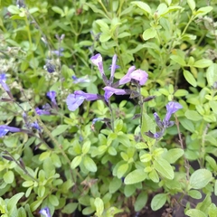 Salvia Greggii