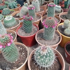 Cactus de Colección - Vivero Mario