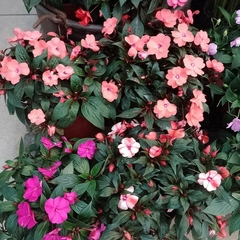 Impatiens en internet