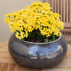 Crasa Kalanchoe Floral