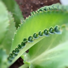 Crasa Kalanchoe Laetivirens