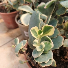 Crasa Kalanchoe Variegado