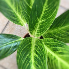 Aglaonema King of Siam