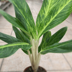 Imagen de Aglaonema King of Siam