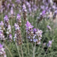 Lavanda Dentata