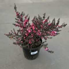 Leptospermum - Vivero Mario