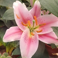 Lilium Perfumado