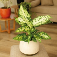 Dieffenbachia Mariana