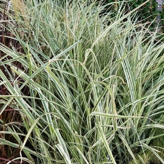 Miscanthus Variegata - Vivero Mario