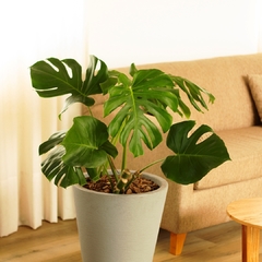 Monstera Deliciosa - tienda online