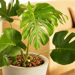 Monstera Deliciosa - Vivero Mario