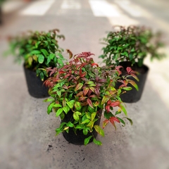 Nandina Fire Power - comprar online