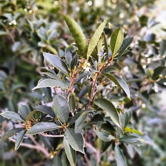 Olea Fragans