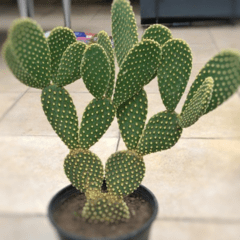 Cactus Opuntia Amarilla - comprar online