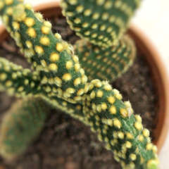 Cactus Opuntia Amarilla