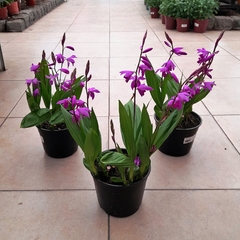 Orquídea Bletilla - tienda online
