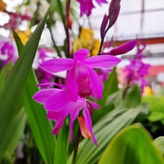 Orquídea Bletilla