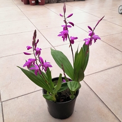 Orquídea Bletilla - Vivero Mario