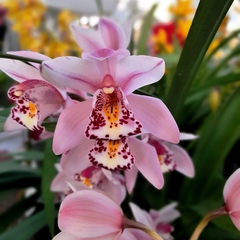 Orquídea Cymbidium - tienda online