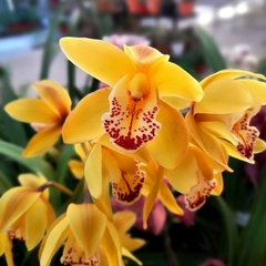 Orquídea Cymbidium - Vivero Mario