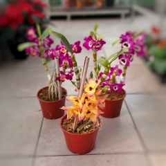 Imagen de Orquídea Dendrobium