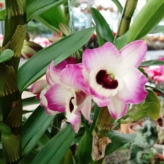 Orquídea Dendrobium en internet