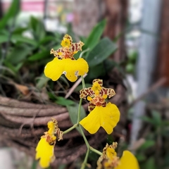 Orquídea Patito en internet