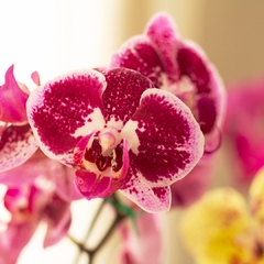 Orquídea Phalaenopsis - Vivero Mario