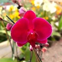 Orquídea Phalaenopsis - Vivero Mario