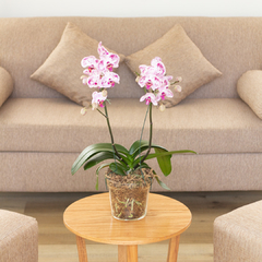 Orquídea Phalaenopsis - comprar online