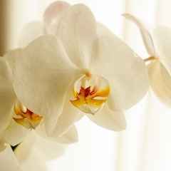 Orquídea Phalaenopsis - comprar online