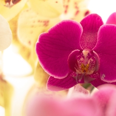 Imagen de Orquídea Phalaenopsis