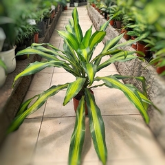 Dracaena Massangeana